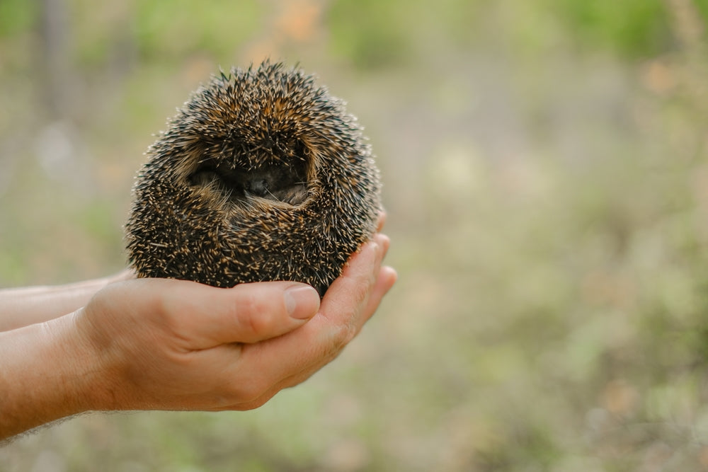 Common Hedgehog Diseases: Symptoms, Treatment and When To See a Vet