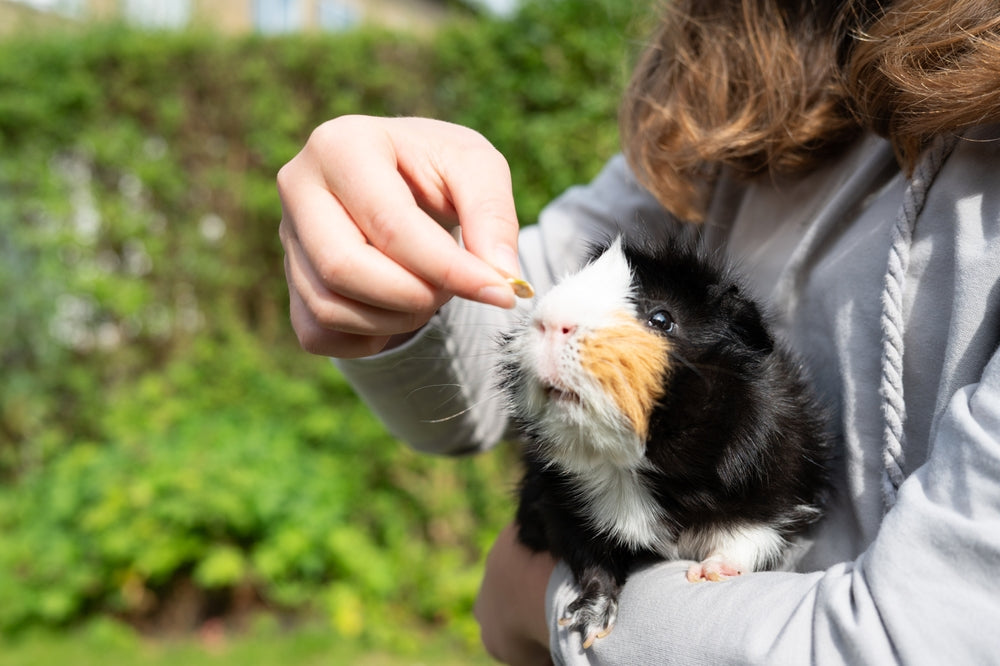 How Much Vitamin C Do Guinea Pigs Need? Supplements, Foods and Deficiency Signs