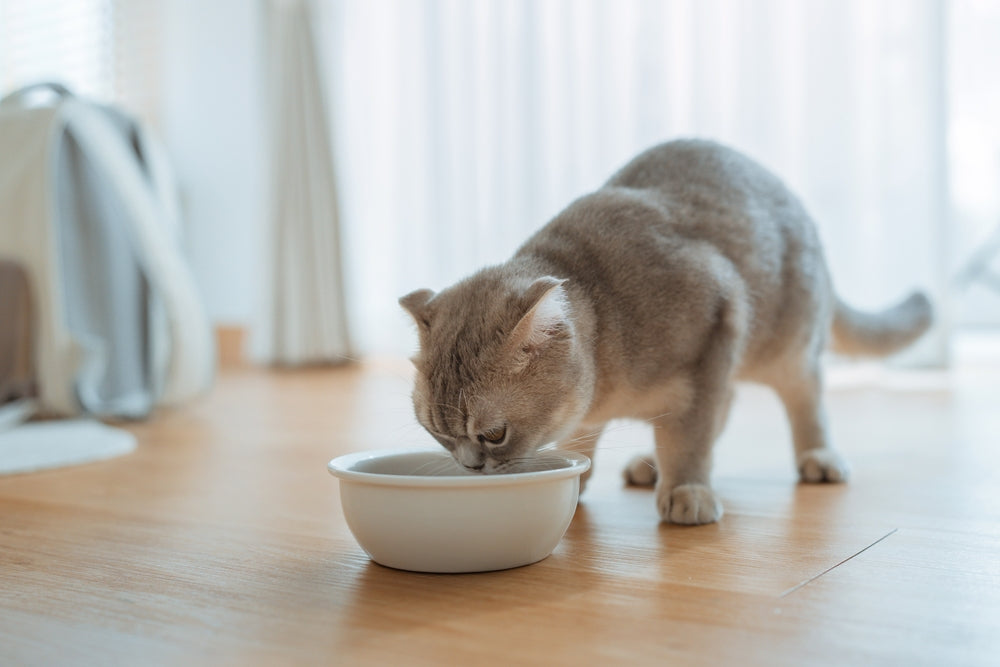 Diet Tips for Cats with Arthritis: Vet‑Approved 2025 Guide for Joint Health 🐱🍖