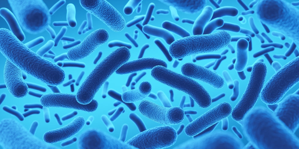 Vet-Approved Guide: Prebiotics, Probiotics, and Postbiotics—What’s the Difference? 🦠🐶🐱