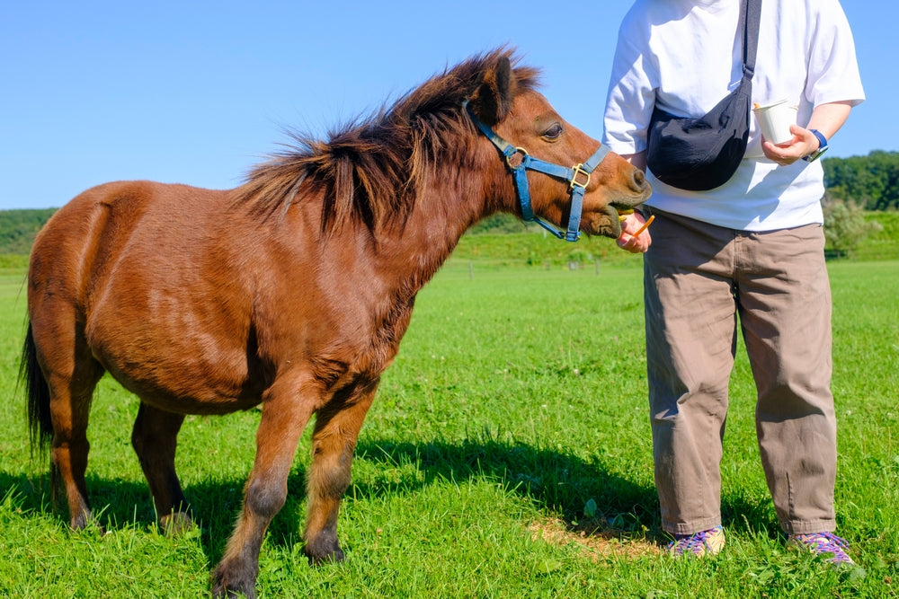 How To Feed a Miniature Horse Safely