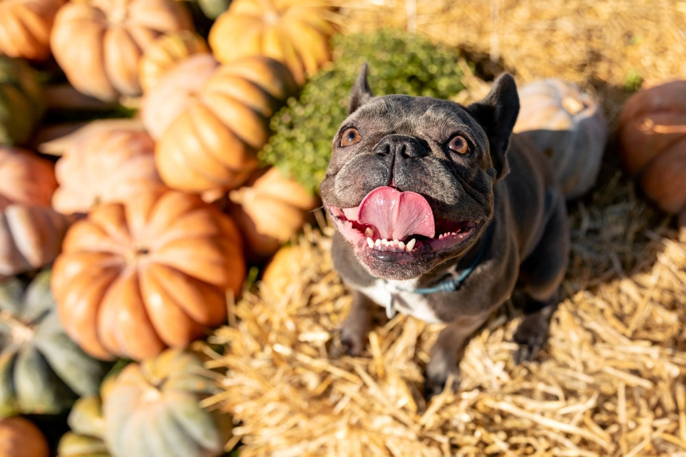 Is Pumpkin Good for Dogs and Cats? Benefits and Safe Feeding