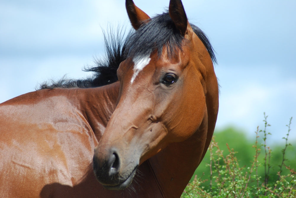 What Do Wrinkles Above a Horse’s Eye Mean? Mood, Pain and Stress Explained