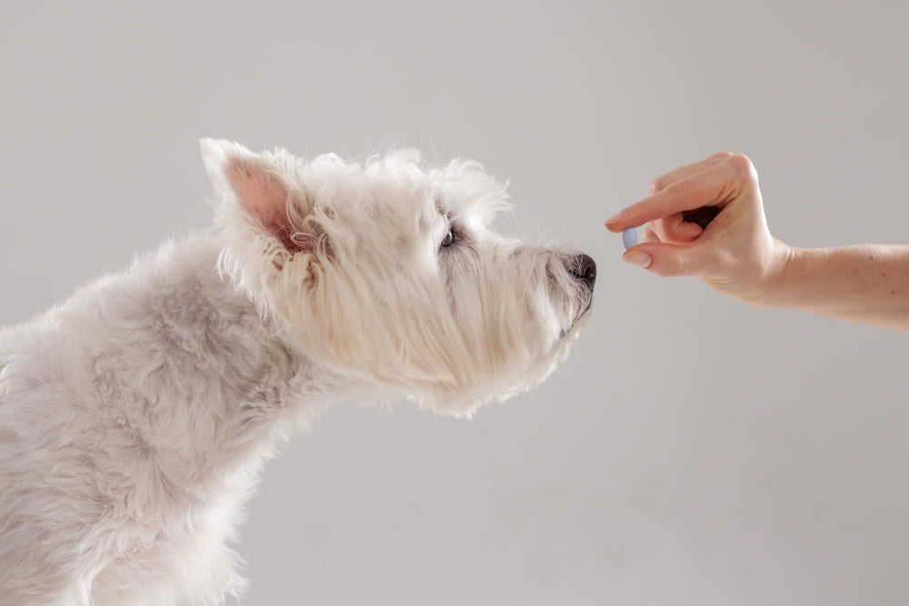 Theophylline Use in Dogs and Cats