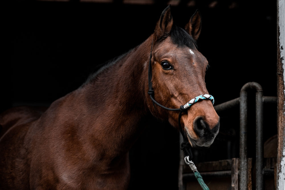 Can Horses Get COVID-19