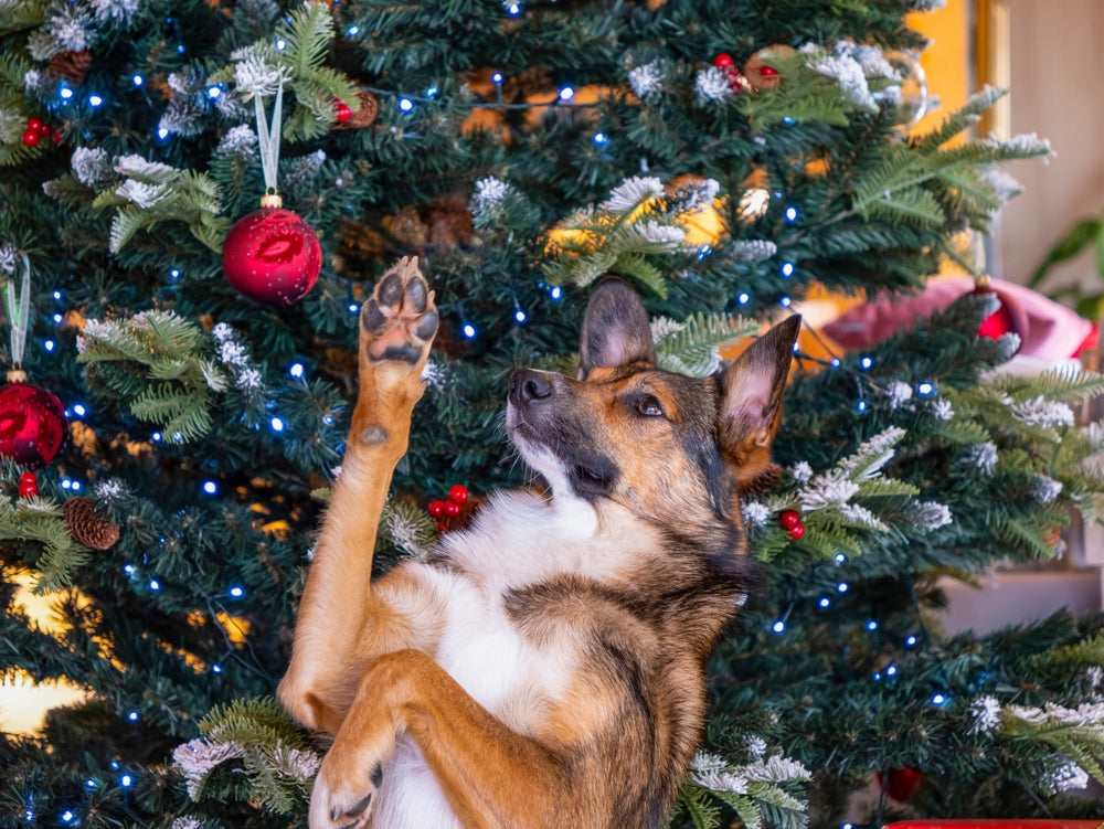 3 Christmas Ornaments Celebrating Your Dog Without Paw Paint or Dough