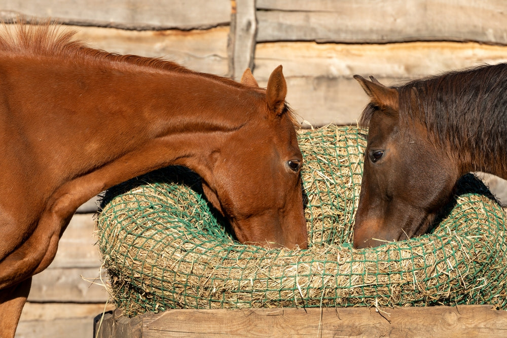 Are Hay Nets Good for Horses?