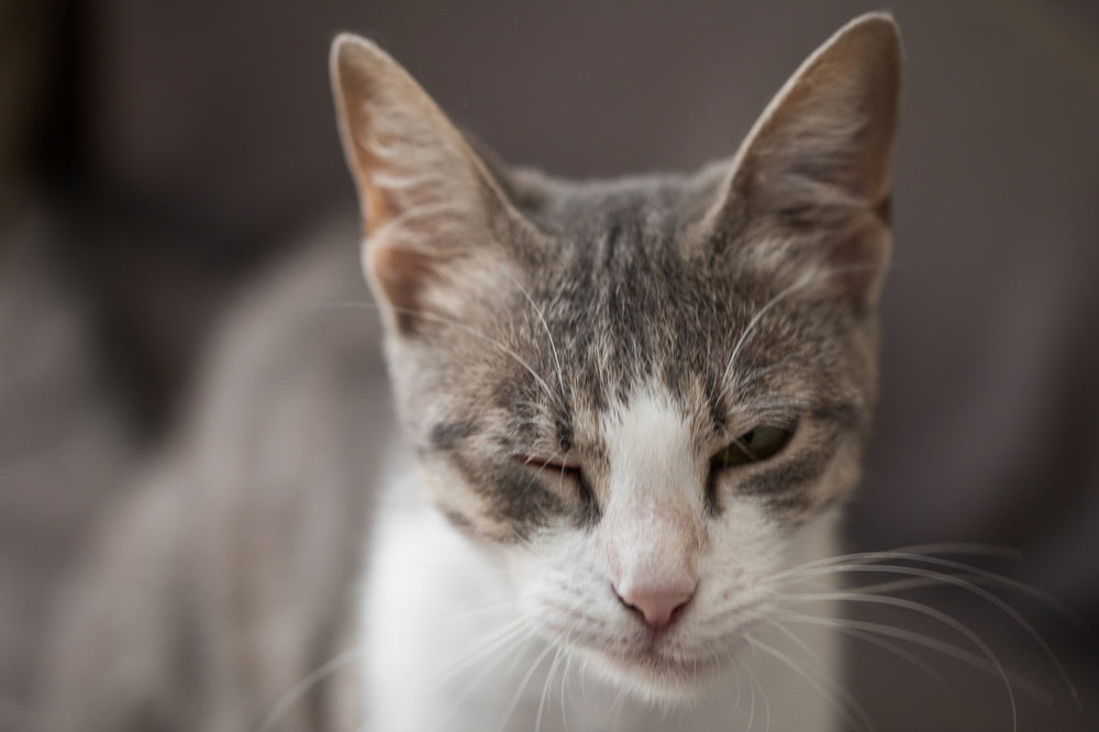 Feline Eyelash Disorders: Trichiasis, Distichiasis & Ectopic Cilia – A 2025 Veterinary Guide 🐱👁️