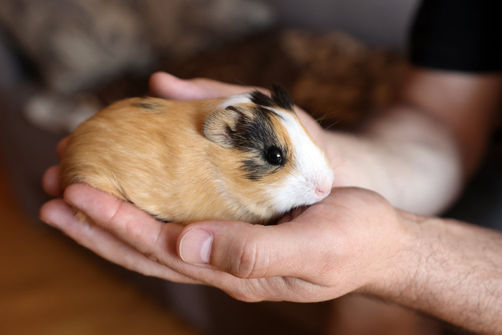 Satin Syndrome in Guinea Pigs: Signs, Diagnosis, Treatment and Prognosis