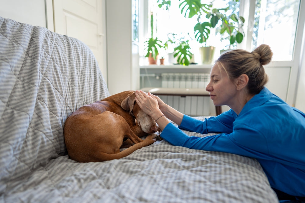 Brachial Plexus Injury in Pets: Vet-Approved 2025 Guide to Nerve Damage in Dogs & Cats 🧠🐾