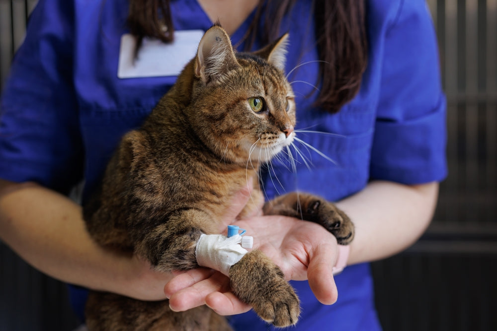 Comprehensive Vet Guide 2025: Tamsulosin for Dogs & Cats – Urinary Relief 🐾💧
