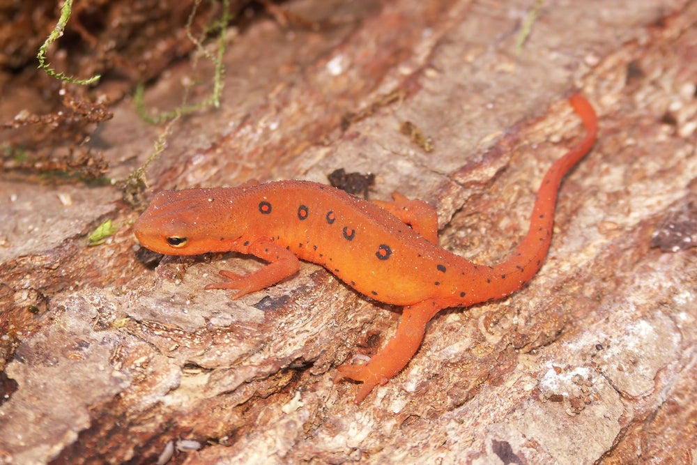 Red-Leg Syndrome and Septicemia in Amphibians: Signs, Treatment and Emergency Care