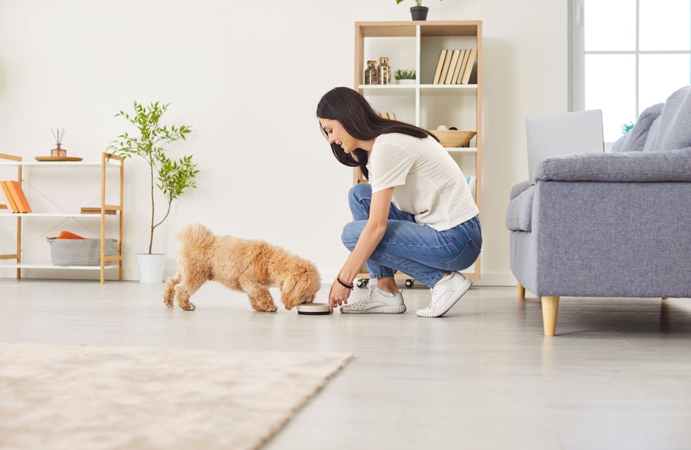 Probiotics for Dogs and Cats: Benefits, Limits and How to Choose