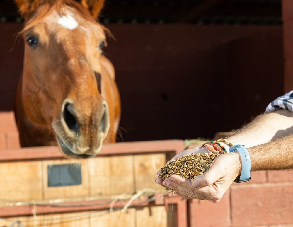 What Should You Feed a Horse After Colic?