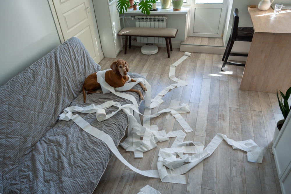 How to Help Your Dog with Separation Anxiety: A Step-by-Step Plan That Works