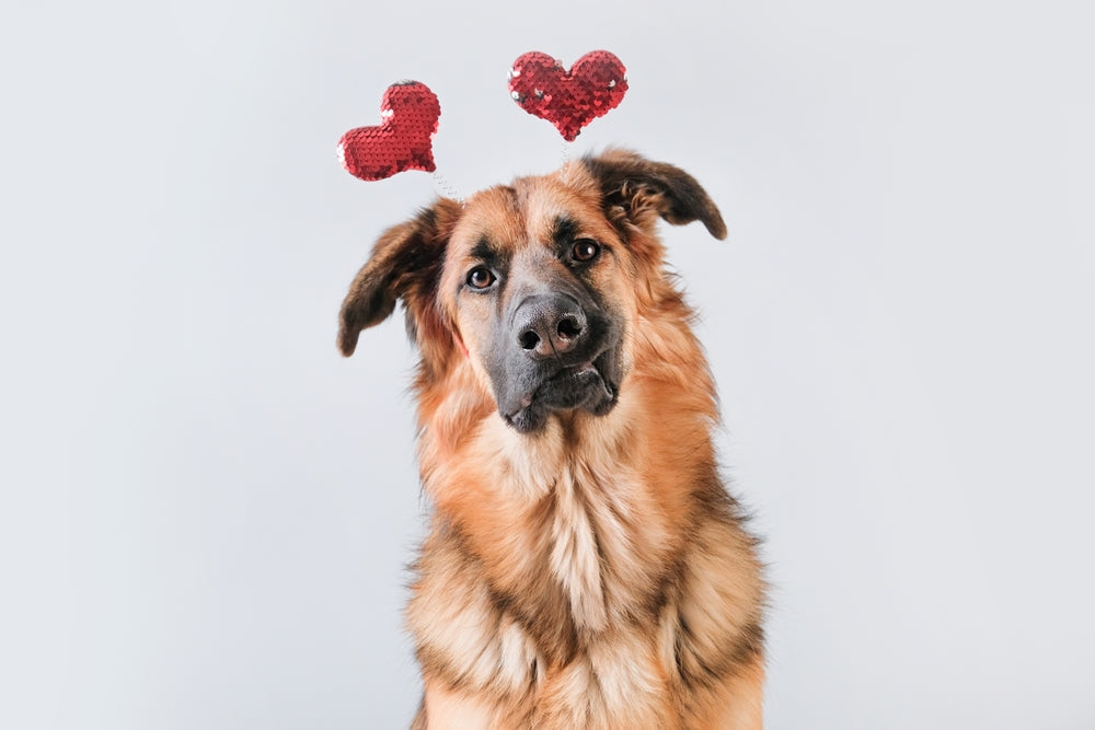 Safe Ways to Celebrate Valentine’s Day With Your Dog