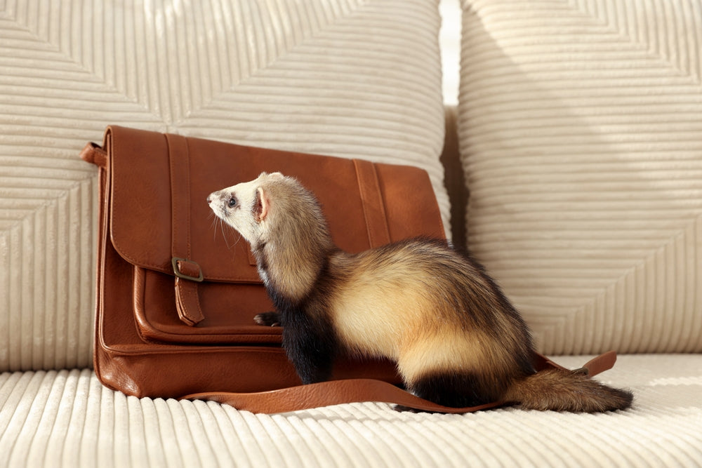 How to Care for a Ferret: Housing, Diet, Grooming and Health