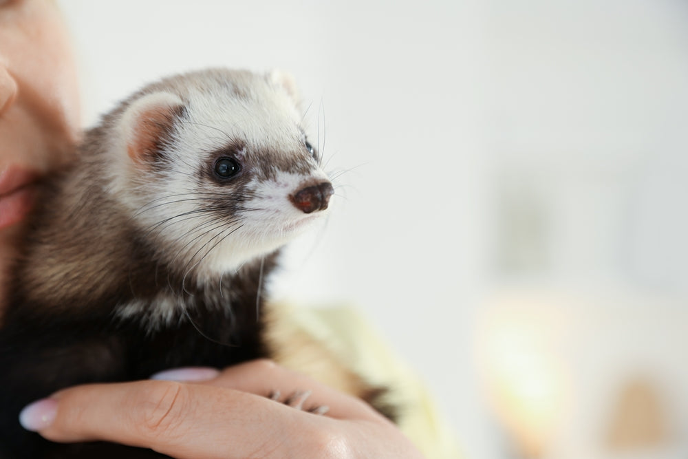 Complete 2025 Vet Guide: Ferret Pyometra & Stump Pyometra 🐾⚠️ Causes, Diagnosis & Emergency Care