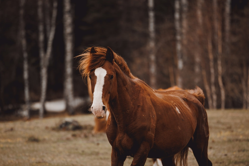 How To Prevent Founder in Horses With EMS
