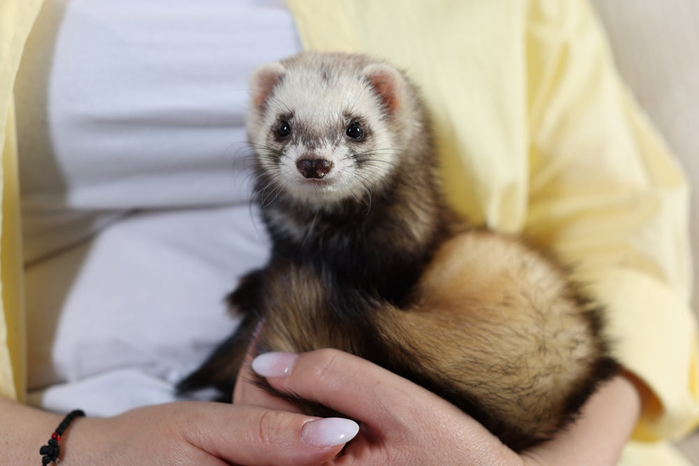 Ascites in Ferrets: A Vet’s 2025 Guide to Causes, Diagnosis & Supportive Care 🐾🩺