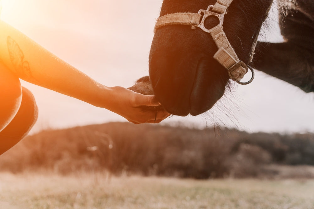 Is Beet Pulp Good for Horses? Benefits, Risks and How to Feed It Safely