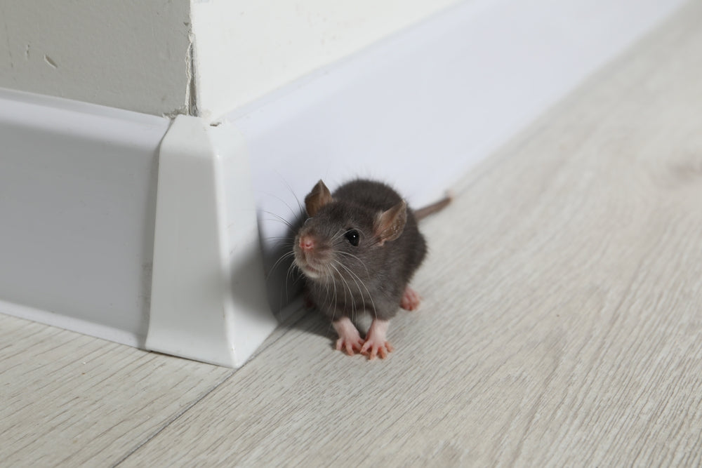 Can Frozen Feeder Mice Carry Salmonella? Safe Handling for Reptile Owners