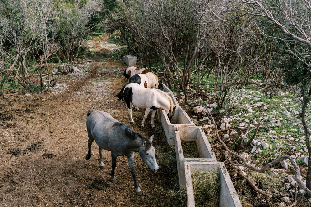 How Much Salt Should You Feed a Horse?