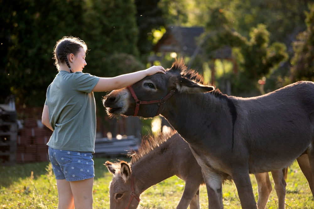How to Care for a Donkey Properly