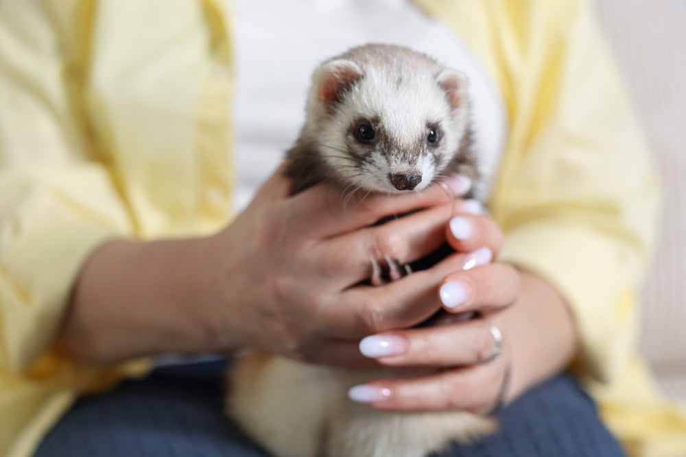 Ascites in Ferrets: A Vet’s 2025 Guide to Causes, Diagnosis & Care 🐾🩺