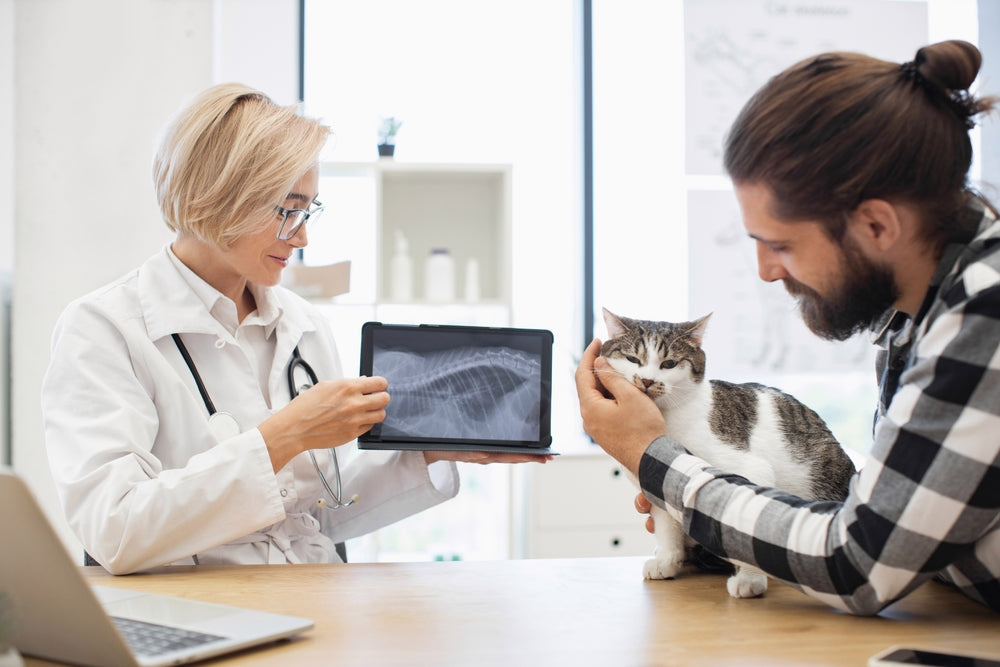 Chylothorax in Dogs and Cats: A 2025 Vet Guide by Dr Duncan Houston 🫁🐾