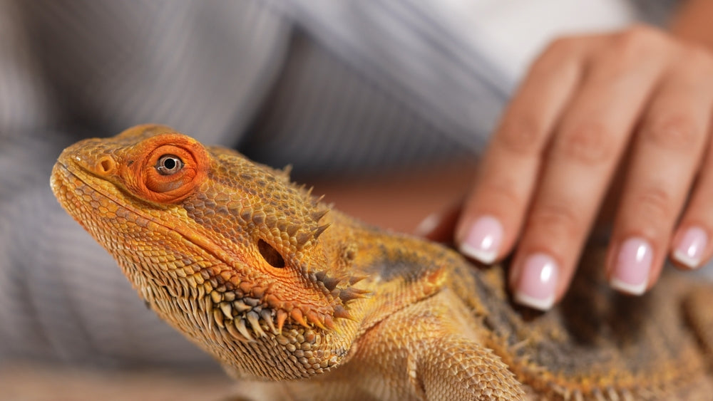 Gout in Reptiles: Symptoms, Treatment and How It Differs From Pseudogout