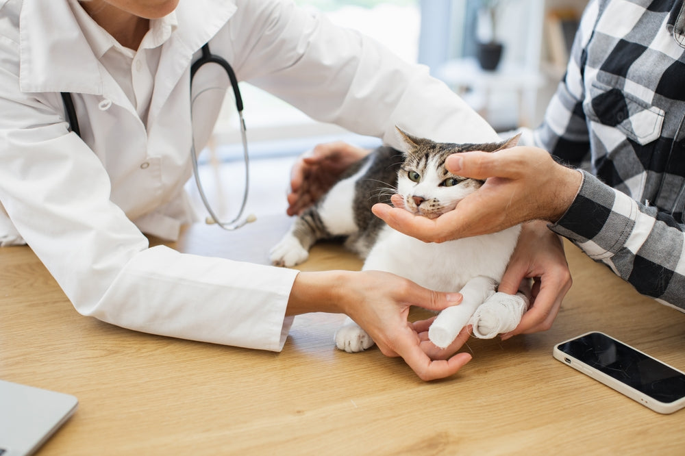 Cat Bite Abscesses: Signs, Treatment and When To See a Vet