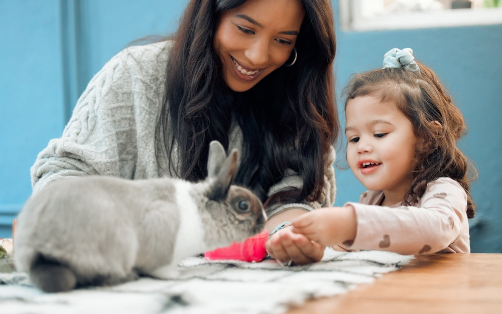 How Much Space Does a Rabbit Need? Housing, Enrichment and Daily Care
