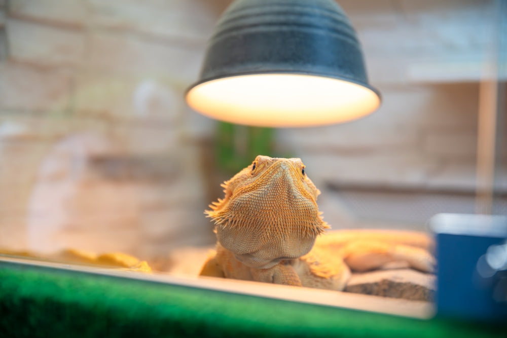 Kidney Disease in Reptiles: Signs, Diagnosis and Treatment