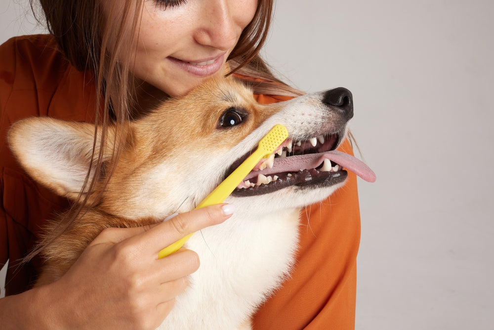 Vet-Approved Dental Care for Pets: Why Oral Health Matters 🦷🐾