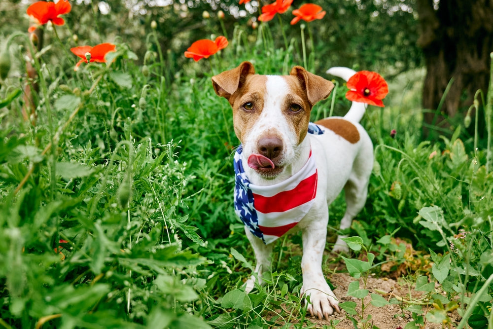 Dog-Friendly 4th of July Snacks: Safe and Healthy Treat Ideas 🇺🇸🐶✨