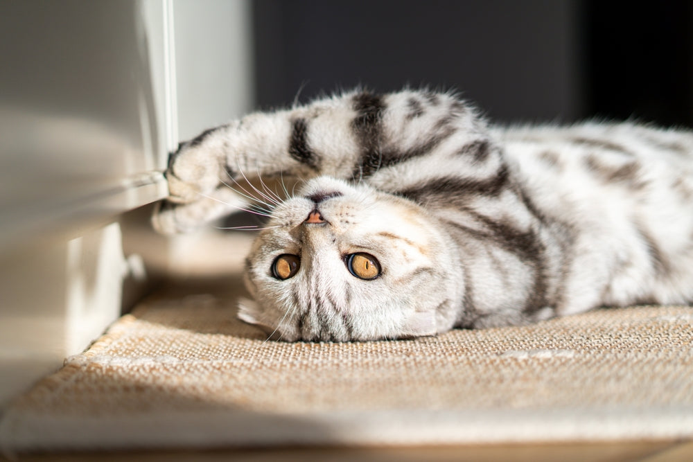 Fun Facts About Cats: Vet‑Approved 2025 Guide to Feline Surprises 😺✨