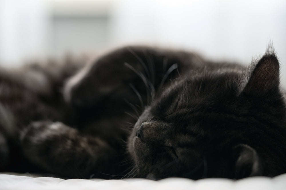 Vet-Approved Guide: The Case for Postbiotic Supplements and the Gut Health Connection in Dogs 🦠🐶