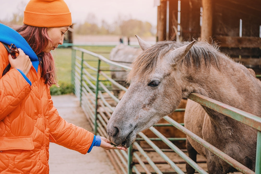 Can Horses Eat Pumpkin Safely?