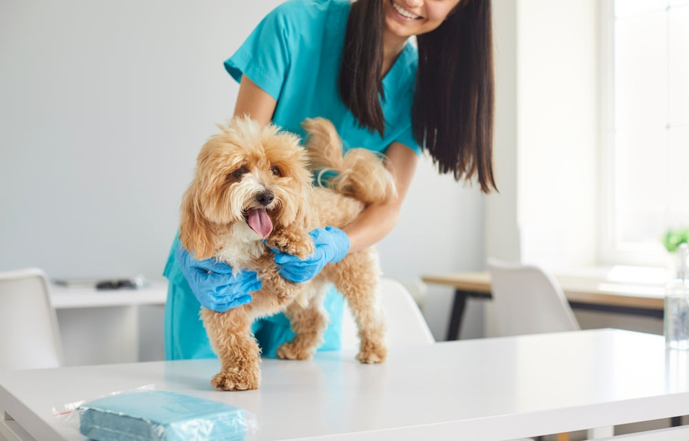 How to Groom Dogs and Cats Safely at Home