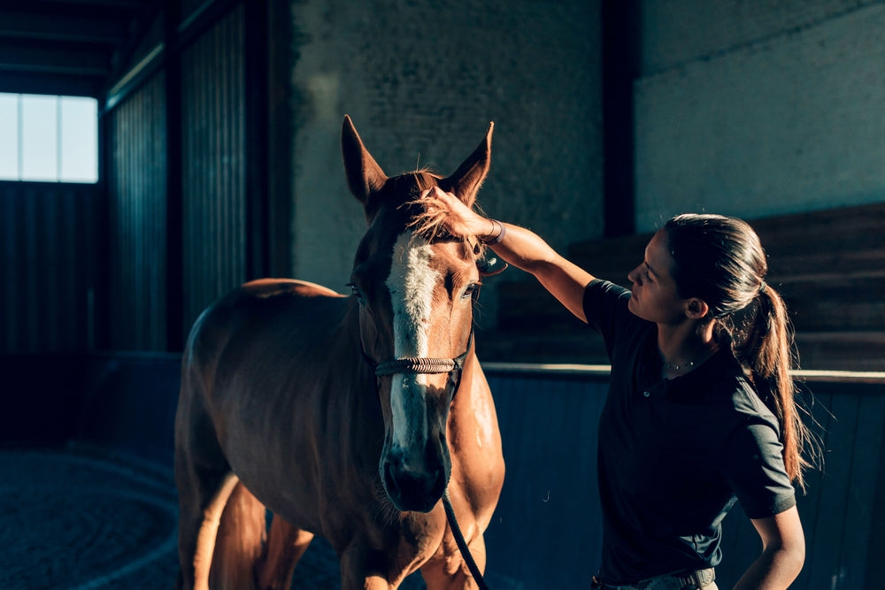 How to Introduce a Horse to New Things Without Creating Fear