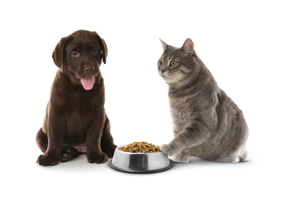 What Do I Feed My Dogs and Cats?