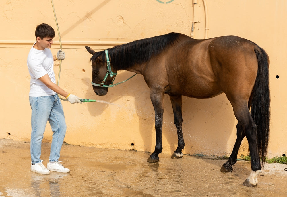 Why Is My Horse’s Urine Red or Orange in the Snow?