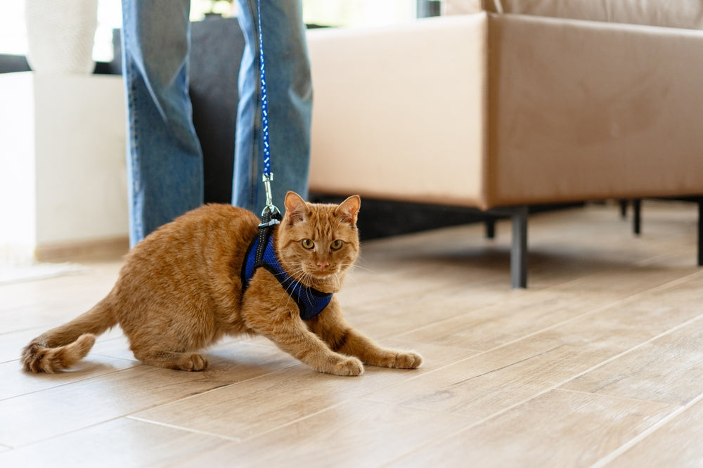 How to Carrier Train a Cat: Entry, Door and Travel Practice