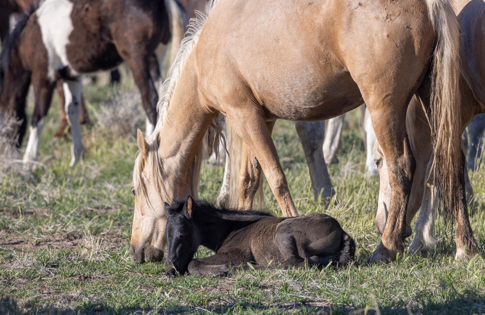 Newborn Foal CPR: What to Do If a Foal Is Not Breathing