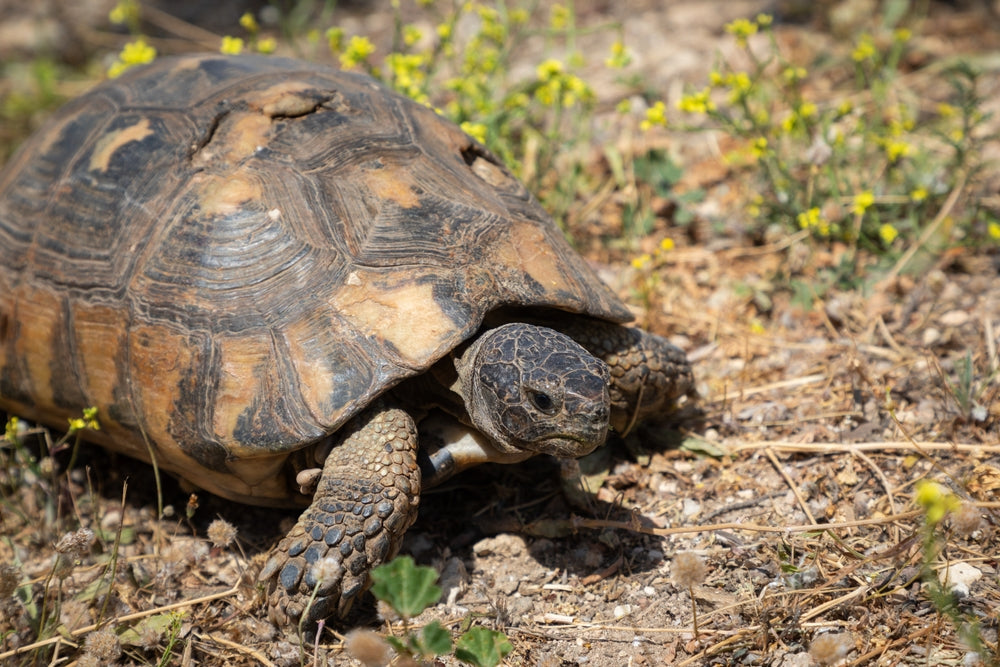 Metabolic Bone Disease in Reptiles: Signs, Treatment and Prevention