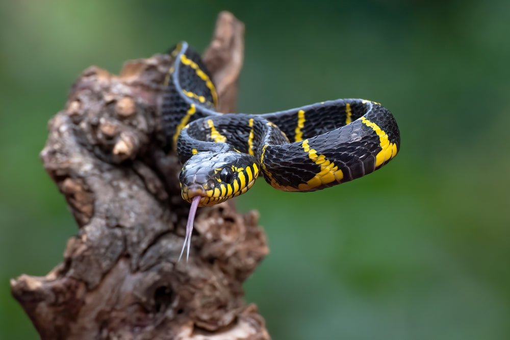 Inclusion Body Disease in Boas and Pythons: Signs, Testing and Collection Protection