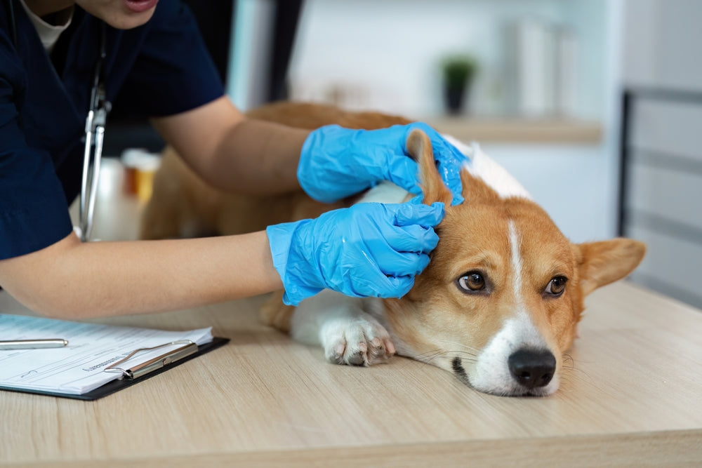 Dog Ear Infections Explained – Vet Diagnosis and Treatments for 2025 🐶🦻