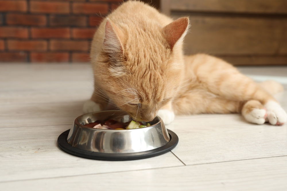Ursodiol for Dogs and Cats