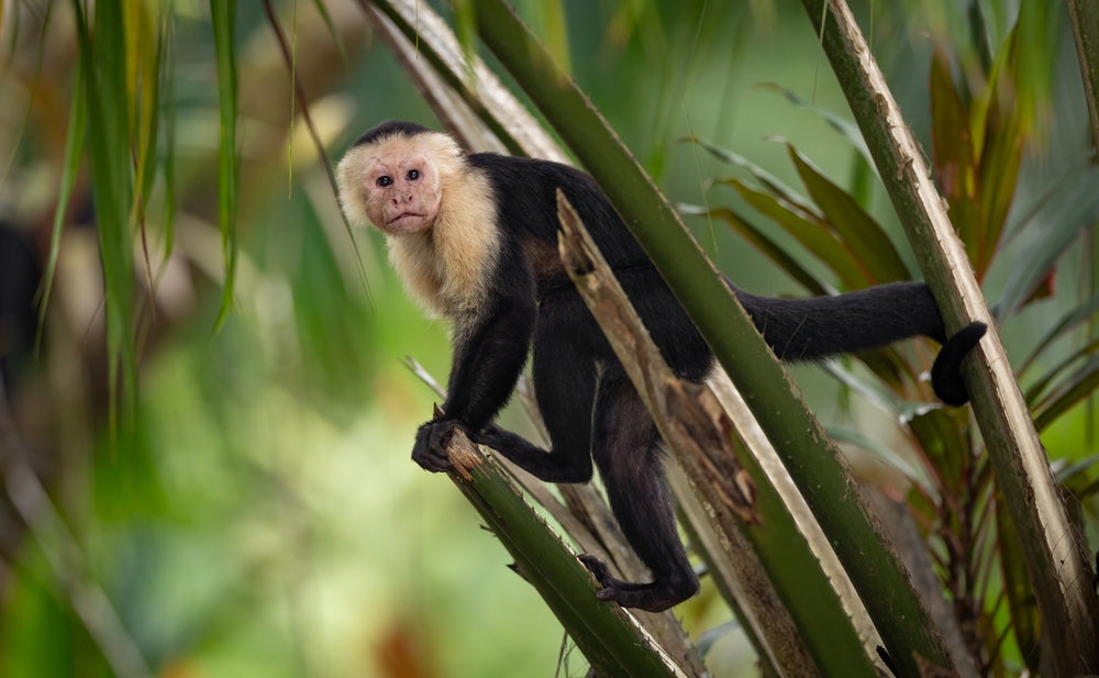 Why Wild Animals Make Poor Pets: Needs, Origins and Responsibility